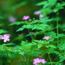 image forest-flowers-jpg