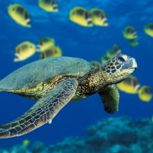 image green-sea-turtle-jpg