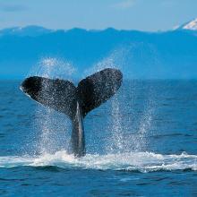 image humpback-whale-jpg