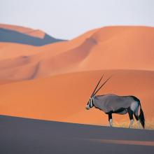 image oryx-antelope-jpg