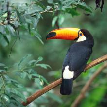 image toco-toucan-jpg