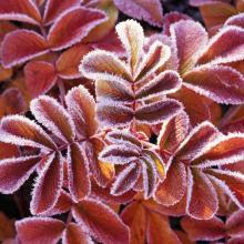 image winter-leaves-jpg