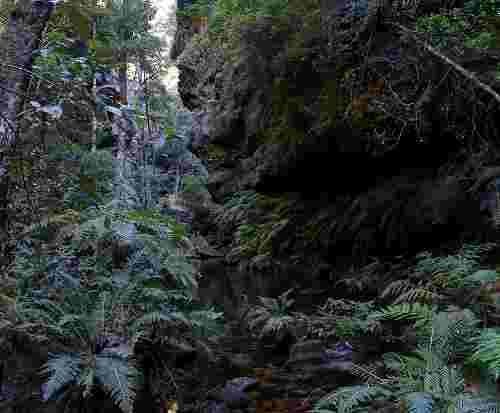 image 727px_rainforest_bluemountainsnsw-jpg