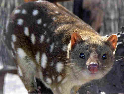 image 789px_spottedquoll_2005_seanmcclean-jpg