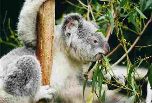 image 800px_koala_ag1-jpg