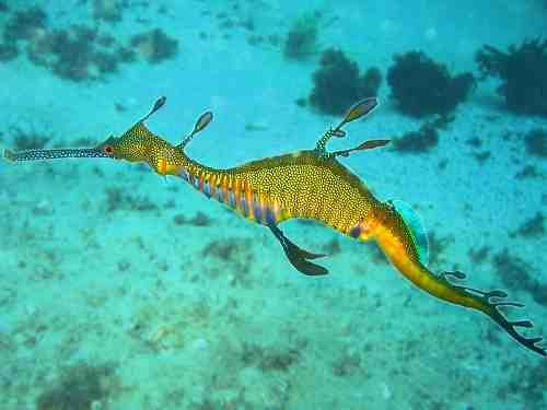 image 800px_phyllopteryx_taeniolatus1-jpg