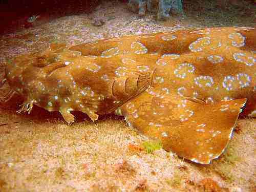 image 800px_wobbegong-jpg