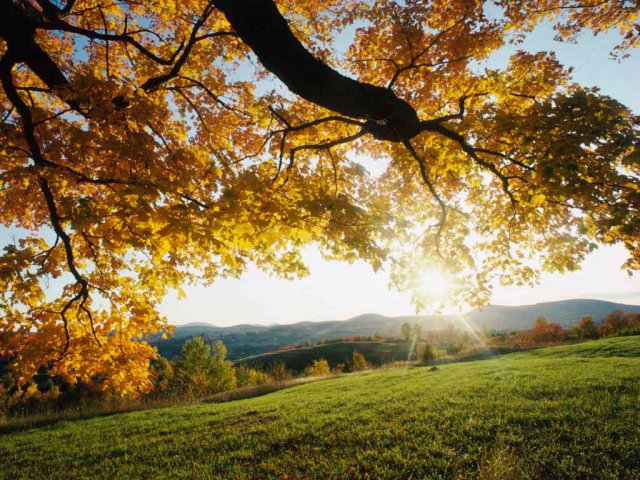 image autumn-leaves-jpg