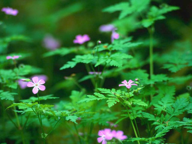 image forest-flowers-jpg