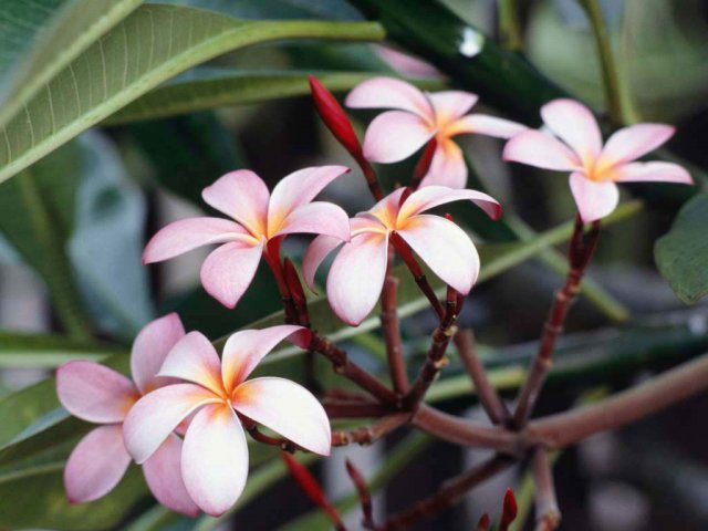 image frangipani-flowers-jpg