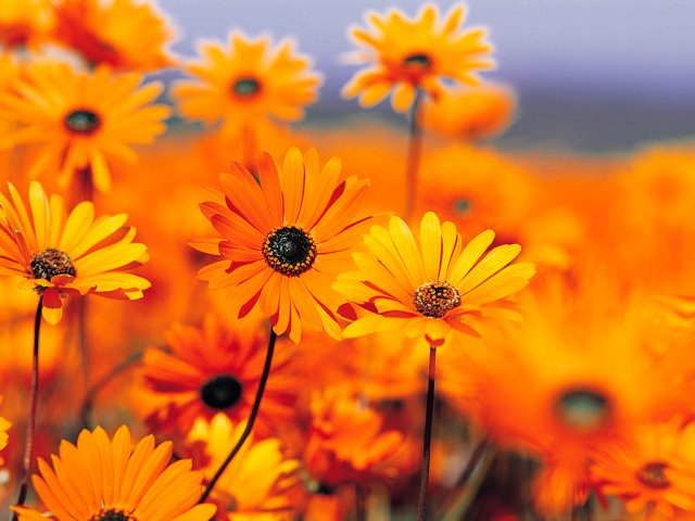 image garden-jpg