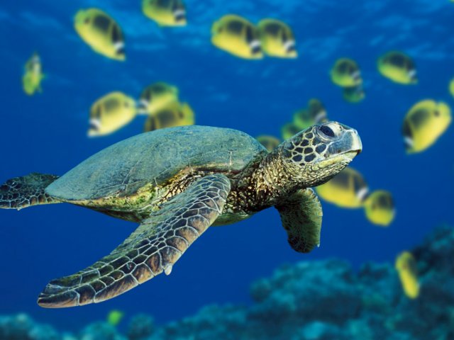 image green-sea-turtle-jpg