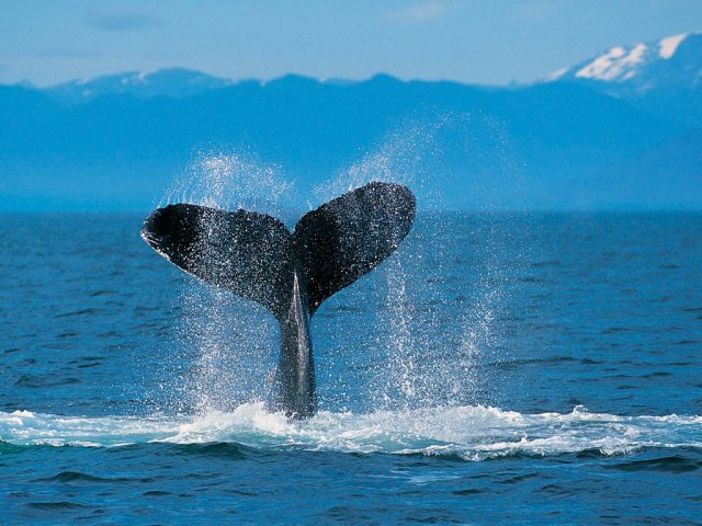 image humpback-whale-jpg