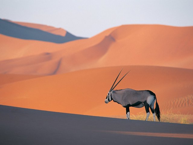 image oryx-antelope-jpg
