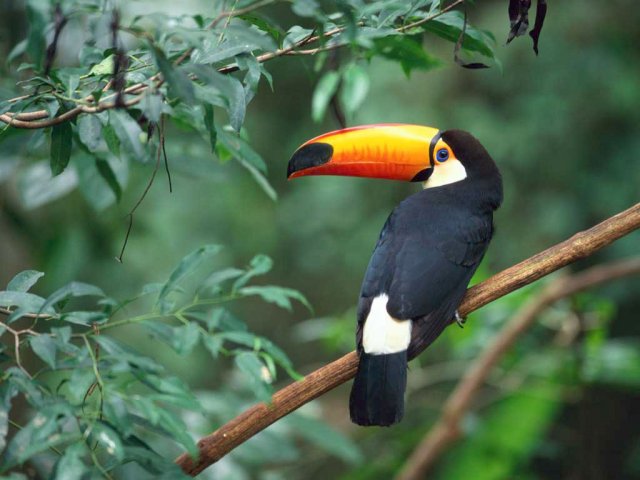 image toco-toucan-jpg