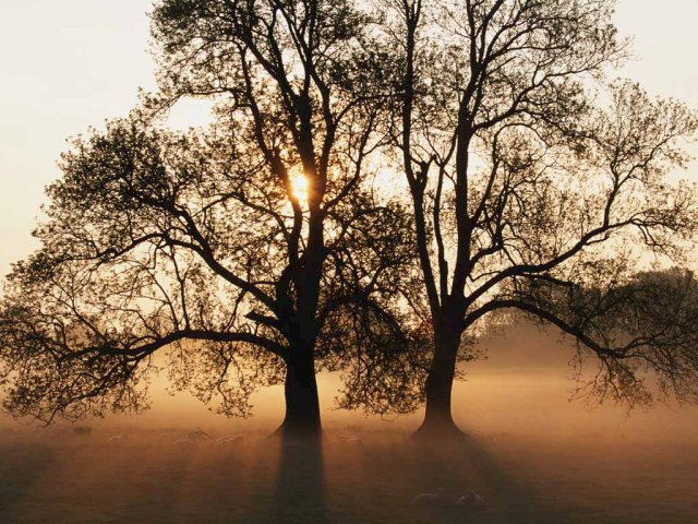 image tree-jpg