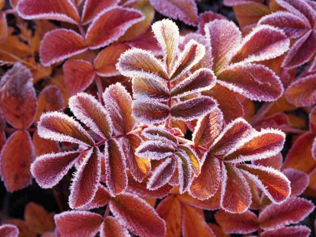 image winter-leaves-jpg